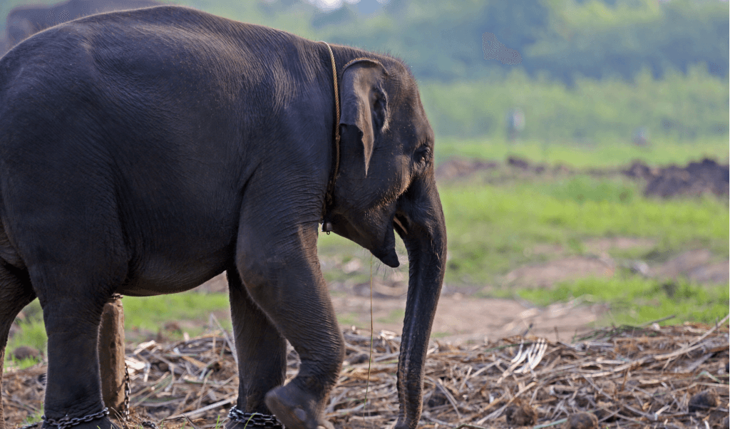 Lampung Province Iconic Symbol